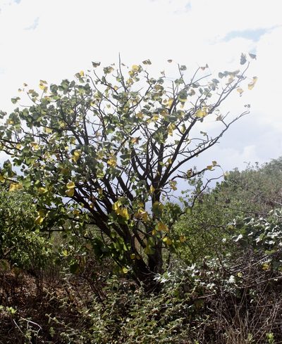 Erythrina sandwicensis, photographed by Sonny Gamponia