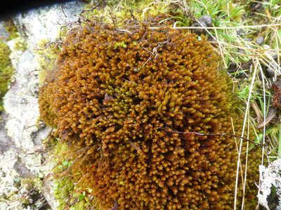 Chandonanthus squarrosus, photographed by David Glenny