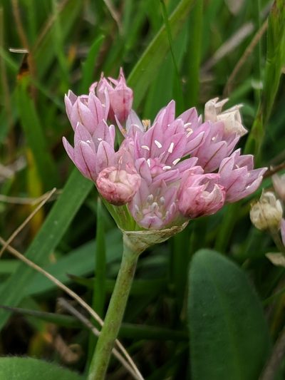 Allium hickmanii, photographed by Alex Heyman