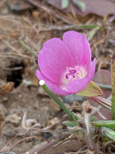 Clarkia prostrata, photographed by Alex Heyman