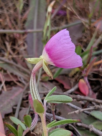 Clarkia prostrata, photographed by Alex Heyman