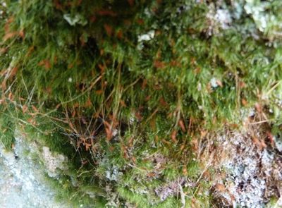 Pleuridium strictum, photographed by Colin Meurk