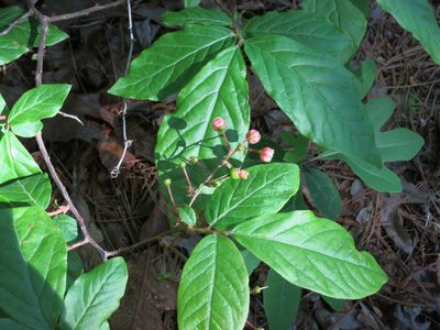 Gaylussacia ursina, photographed by Evan M. Raskin