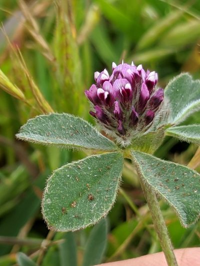 Trifolium macraei, photographed by Alex Heyman