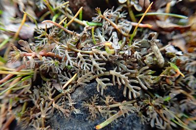 Myriophyllum triphyllum, photographed by Peter de Lange