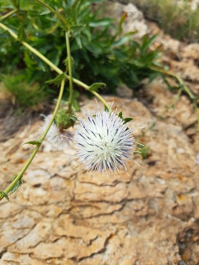 Carduncellus dianius, photographed by poblado_verde_en_acción