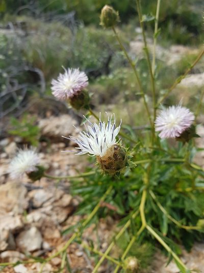 Carduncellus dianius, photographed by poblado_verde_en_acción
