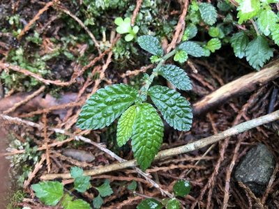 Elatostema parvum, photographed by Cheng-Tao Lin