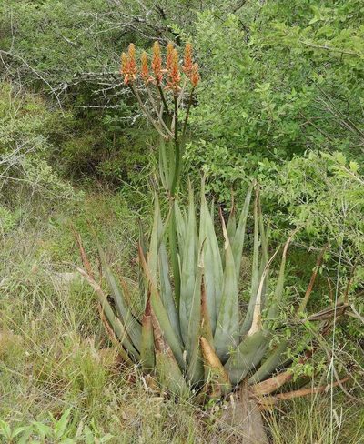 Aloe pienaarii, photographed by Ryan van Huyssteen