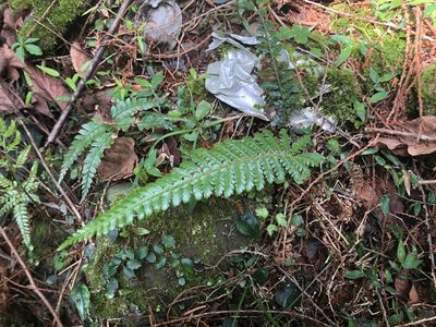 Polystichum parvipinnulum, photographed by Cheng-Tao Lin