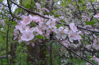 Malus coronaria, photographed by Evan Barker