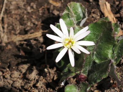 Leibnitzia anandria, photographed by Repina Tatyana