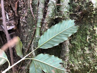 Quercus stenophylloides, photographed by Cheng-Tao Lin