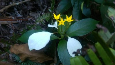 Mussaenda pubescens, photographed by unreal-fountain