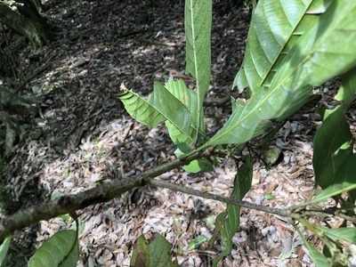 Lithocarpus kawakamii, photographed by Cheng-Tao Lin