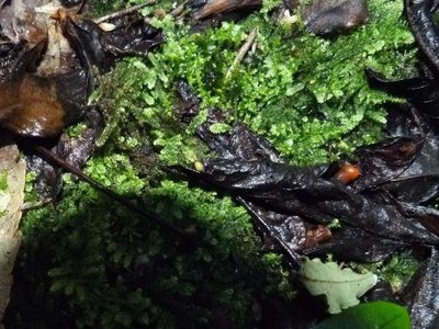 Rhynchostegium tenuifolium, photographed by Colin Meurk