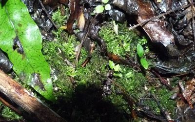 Rhynchostegium tenuifolium, photographed by Colin Meurk
