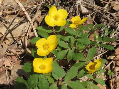 Hylomecon vernalis, photographed by Repina Tatyana