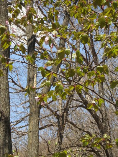 Prunus sargentii, photographed by Repina Tatyana