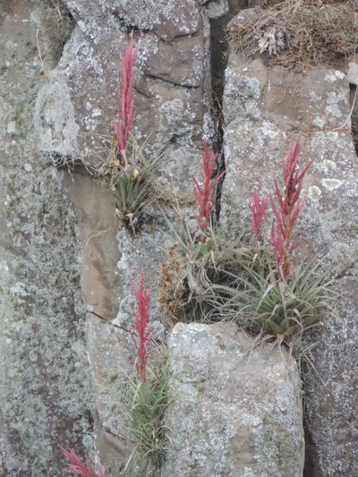 Tillandsia parryi, photographed by Sandino Guerrero