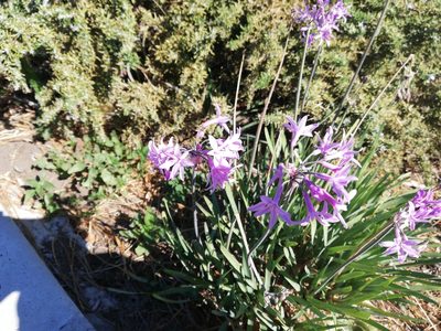 Tulbaghia violacea, photographed by Nadine Van Zyl