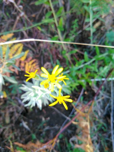 Senecio lineatus, photographed by Owen Wittridge