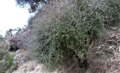 Olearia fimbriata, photographed by Colin Meurk