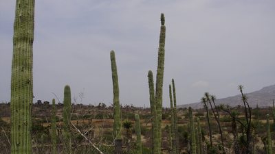 Cephalocereus mezcalaensis, photographed by Jose Antonio Aranda Pineda