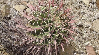 Ferocactus recurvus, photographed by Jose Antonio Aranda Pineda