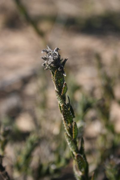 Lobostemon glaber, photographed by Jacques van der Merwe