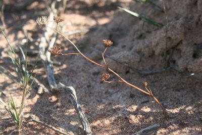 Lichtensteinia obscura, photographed by Jacques van der Merwe