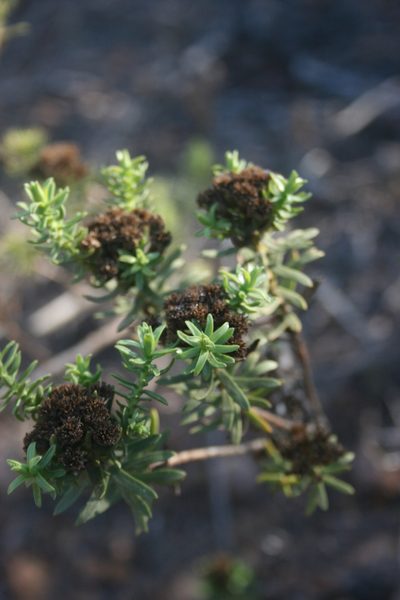 Oedera viscosa, photographed by Jacques van der Merwe