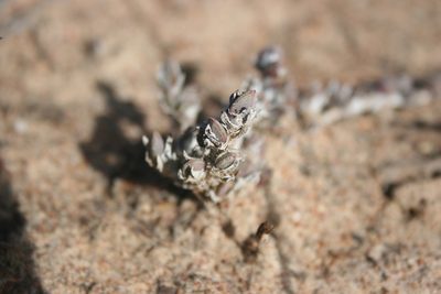 Antimima pulchella, photographed by Jacques van der Merwe