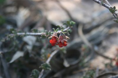 Hermannia diversistipula, photographed by Jacques van der Merwe