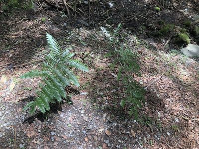 Pteris terminalis, photographed by Cheng-Tao Lin