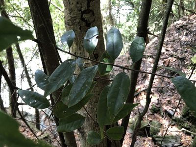 Castanopsis carlesii, photographed by Cheng-Tao Lin