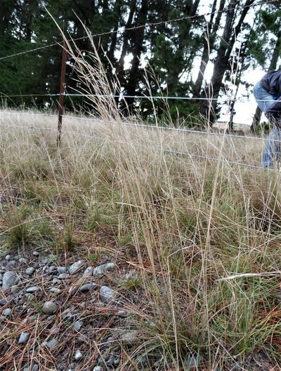Austrostipa nodosa, photographed by Colin Meurk