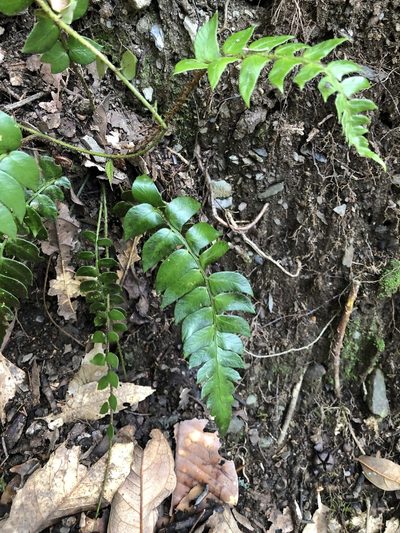 Polystichum lepidocaulon, photographed by Cheng-Tao Lin