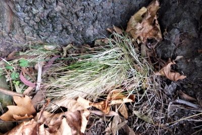Poa imbecilla, photographed by Colin Meurk