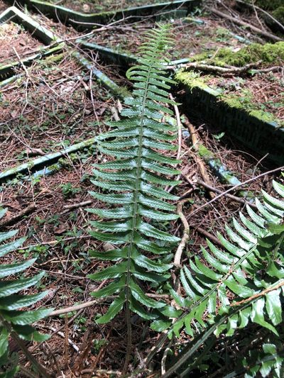 Polystichum acutidens, photographed by Cheng-Tao Lin