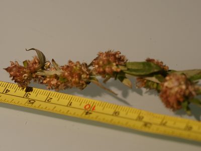 Gamochaeta simplicicaulis, photographed by Bruce Calvert