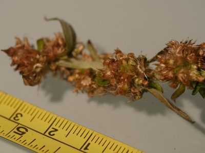 Gamochaeta simplicicaulis, photographed by Bruce Calvert