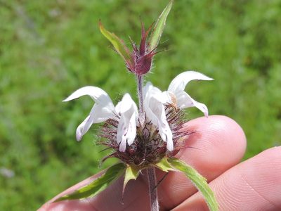 Monarda clinopodioides, photographed by Sam Kieschnick