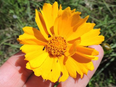 Coreopsis grandiflora, photographed by Sam Kieschnick