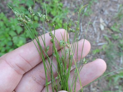 Isolepis carinata, photographed by Sam Kieschnick