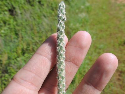 Plantago wrightiana, photographed by Sam Kieschnick