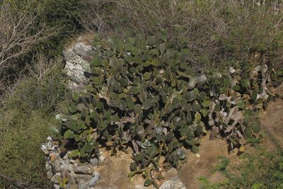 Opuntia bravoana, photographed by Juan Cruzado Cortés