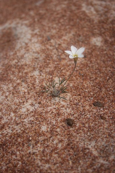 Oxalis argyrophylla, photographed by Jacques van der Merwe