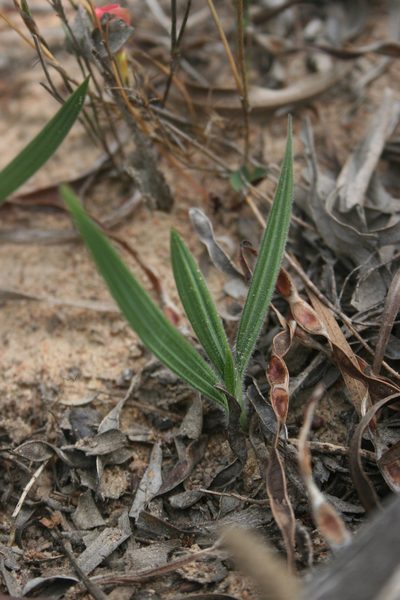 Babiana blanda, photographed by Jacques van der Merwe