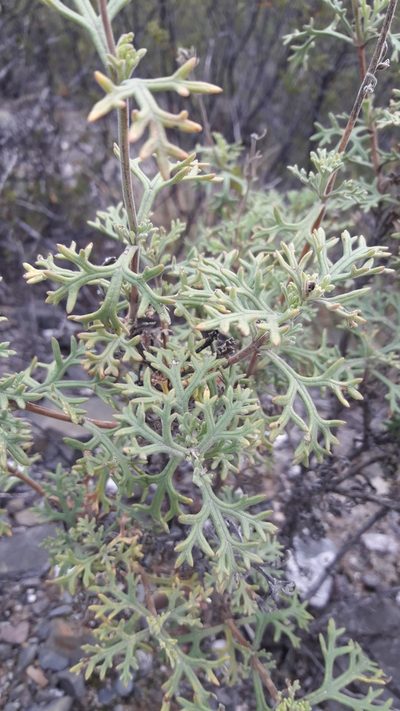 Junellia crithmifolia, photographed by Benjamin Bender